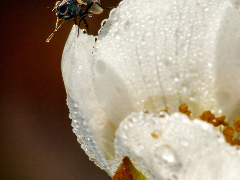  Kärbes päeva alustamas