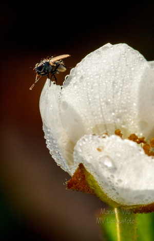  Kärbes päeva alustamas