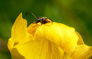  Putukas kullerkupu õiel