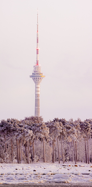 Tallinna tuletorn talvise metsa taga
