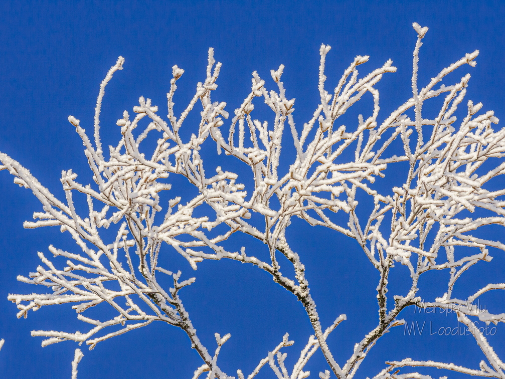 Härmatis okstel sinisel taustal