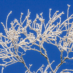 Härmatis okstel sinisel taustal