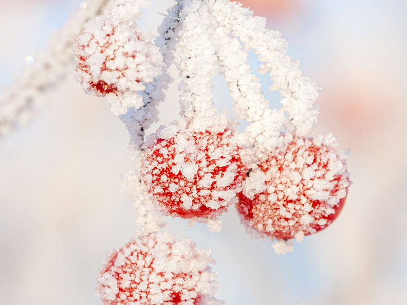 Härmas punased marjad