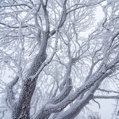 Härmatisega kaetud puu