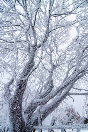 Härmatisega kaetud puu
