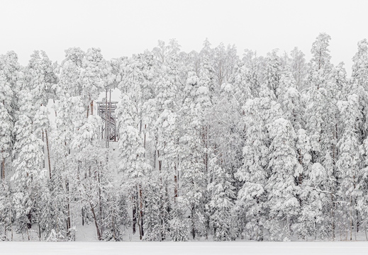 Lumme mattunud metsa panoraam