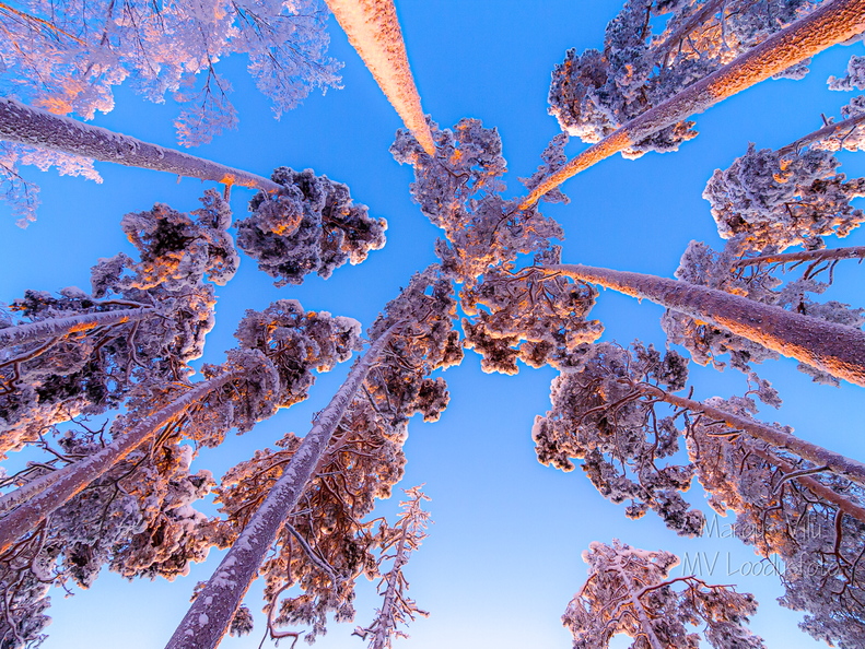 Taevani ulatuvad lumised männid