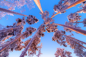 Taevani ulatuvad lumised männid