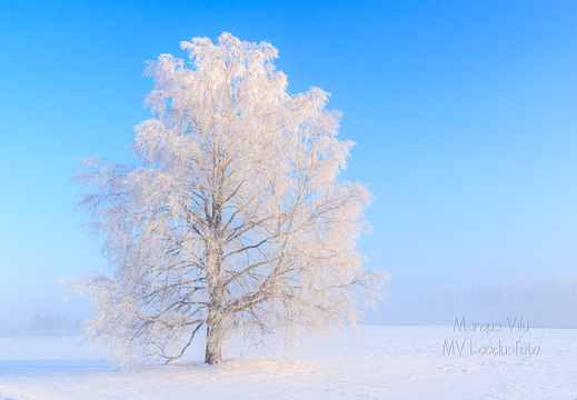Härmatisest valge kask