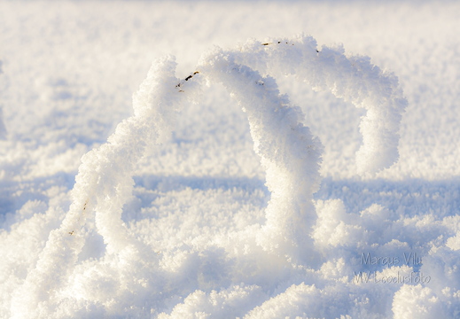 Härmast lookas kõrs