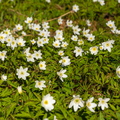 Võsaülane (Anemone nemorosa) panoraam
