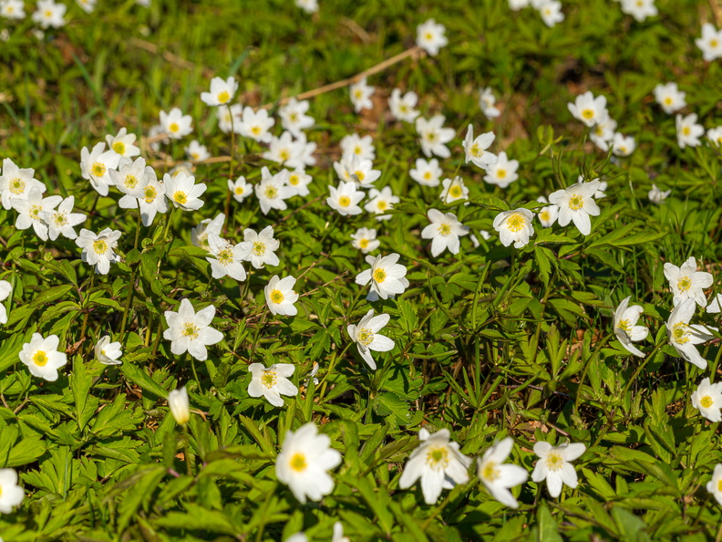 Võsaülane (Anemone nemorosa) panoraam