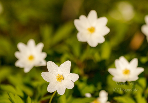 Võsaülane (Anemone nemorosa)