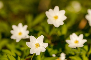 Võsaülane (Anemone nemorosa)