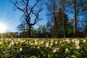 Võsaülane (Anemone nemorosa)
