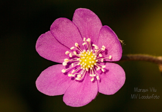 Roosa harilik sinilill (Hepatica nobilis)