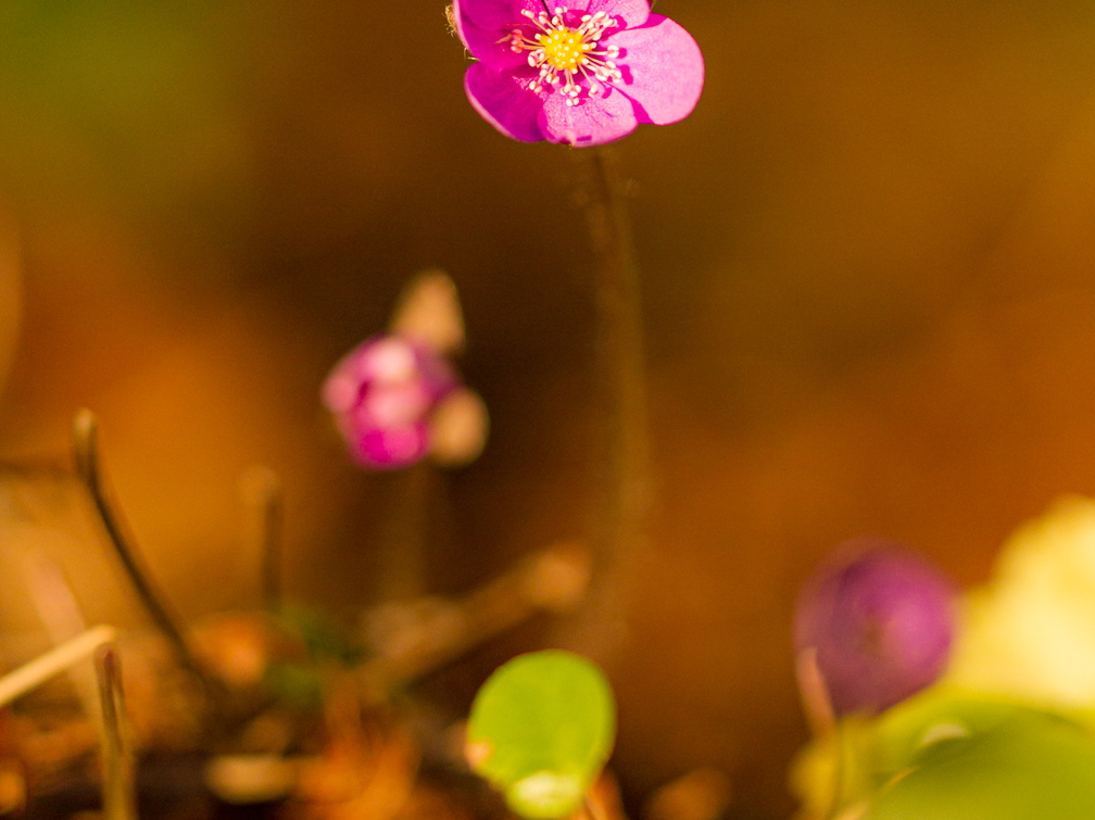 Roosa harilik sinilill (Hepatica nobilis)