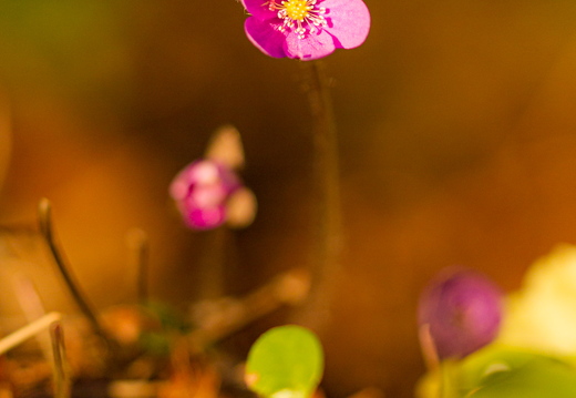 Roosa harilik sinilill (Hepatica nobilis)