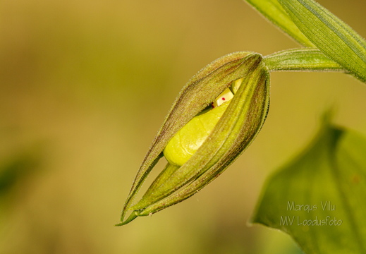 Kaunis kuldking (Cypripedium calceolus)