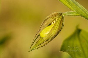 Kaunis kuldking (Cypripedium calceolus)