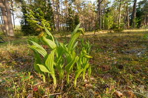 Kaunis kuldking (Cypripedium calceolus)