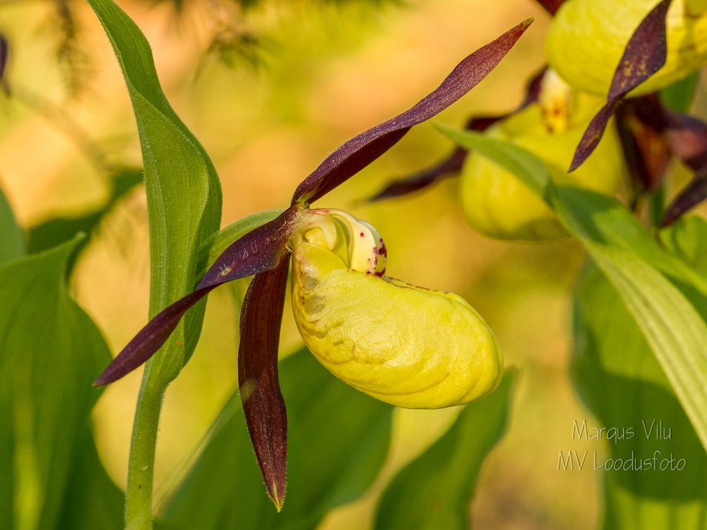 Kaunis kuldking (Cypripedium calceolus)