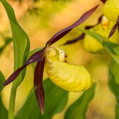 Kaunis kuldking (Cypripedium calceolus)