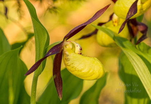 Kaunis kuldking (Cypripedium calceolus)