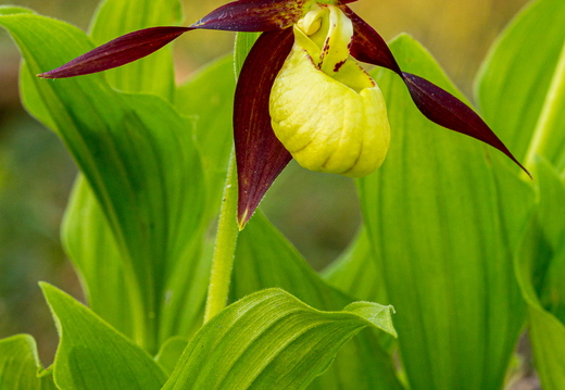 Kaunis kuldking (Cypripedium calceolus)
