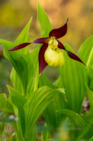 Kaunis kuldking (Cypripedium calceolus)
