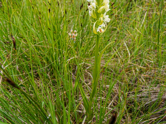 Kollakas sõrmkäpp (Dactylorhiza incarnata subsp. ochroleuca)