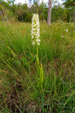 Kollakas sõrmkäpp (Dactylorhiza incarnata subsp. ochroleuca)