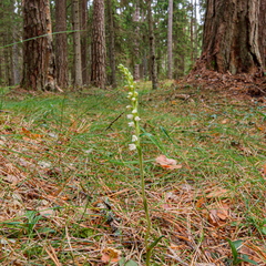 Roomav öövilge (Goodyera repens)
