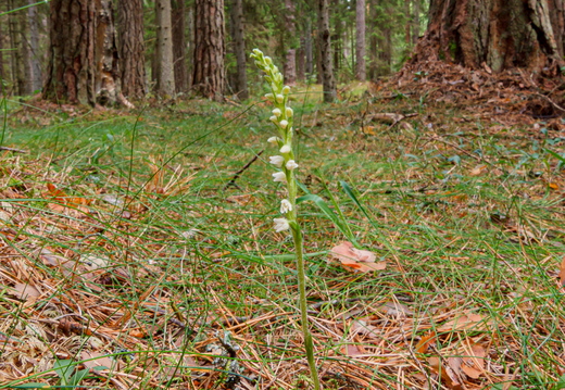 Roomav öövilge (Goodyera repens)