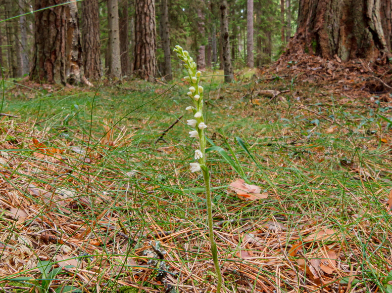 Roomav öövilge (Goodyera repens)