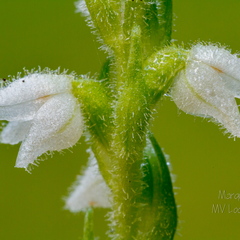 Roomav öövilge (Goodyera repens)