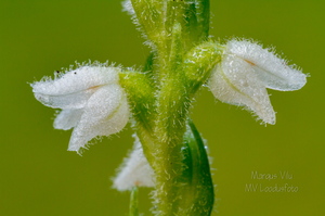 Roomav öövilge (Goodyera repens)