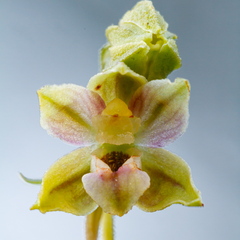 Soo-neiuvaip (Epipactis palustris)