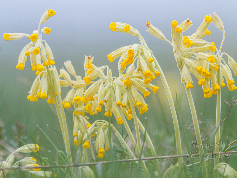 Nurmenukk ehk kanavarvas