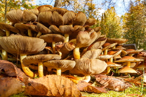 Korralik hunnik seeni