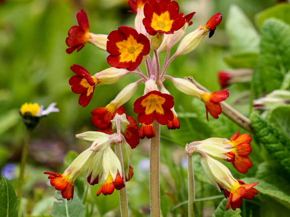 Priimula