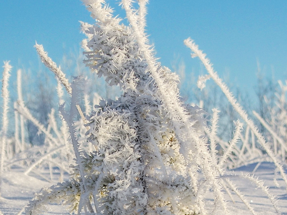 Väike härmas puuke