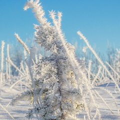 Väike härmas puuke