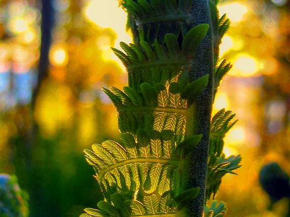 Rullis sõnajala leht