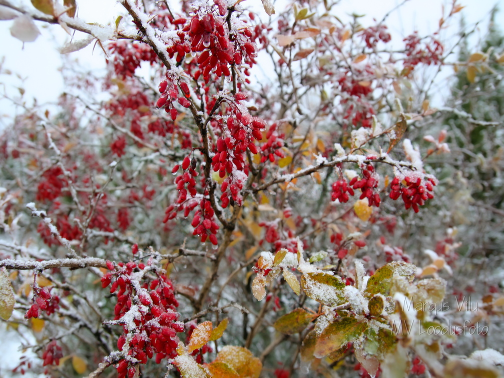 Kukerpuu ehk barbariss talvel