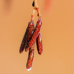 Jäätunud lepaurvad