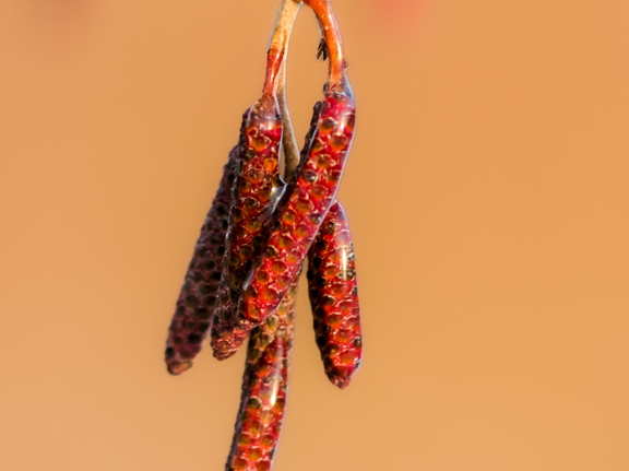 Jäätunud lepaurvad