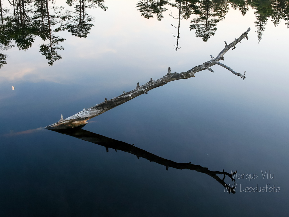 Oks laukast välja turritamas