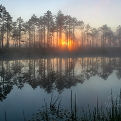 Viimased päikesekiired läbi rabamändide