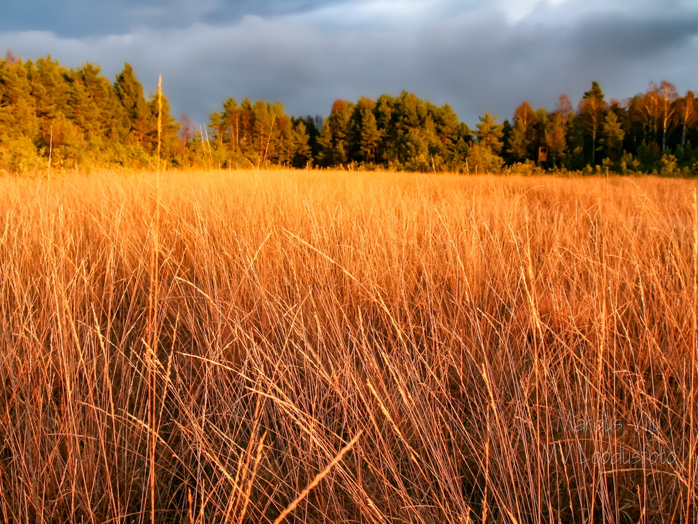 Kõrrelised päikeseloojangus tumeda taeva taustal